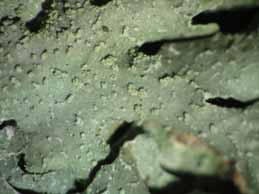 [Parmelia submontana]