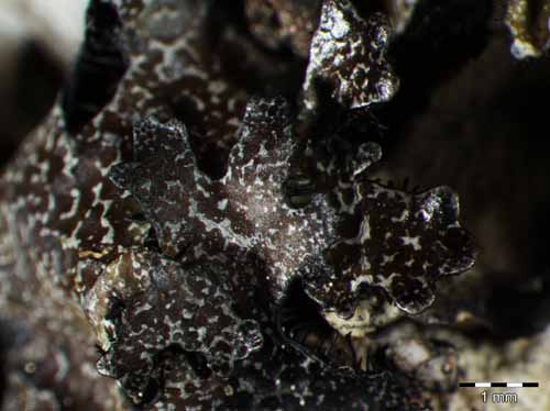 [Parmelia omphalodes]