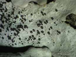 [Parmelina pastillifera]