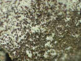 [Parmelina tiliacea]