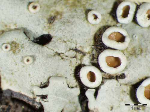 [Parmelina carporrhizans]