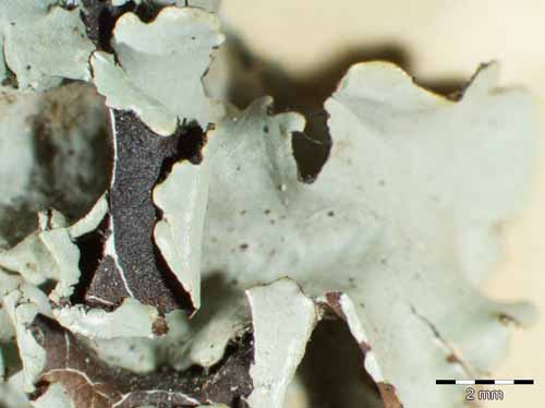 [Parmotrema perlatum]