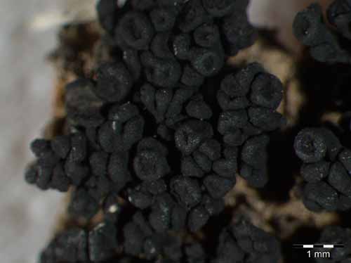 [Peccania coralloides]