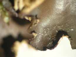 [Peltigera elisabethae]