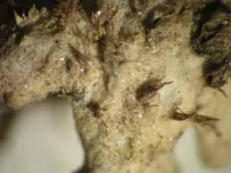 [Peltigera elisabethae]