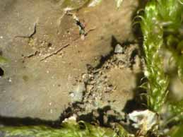 [Peltigera praetextata]