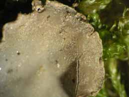 [Peltigera praetextata]