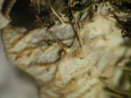 [Peltigera praetextata]