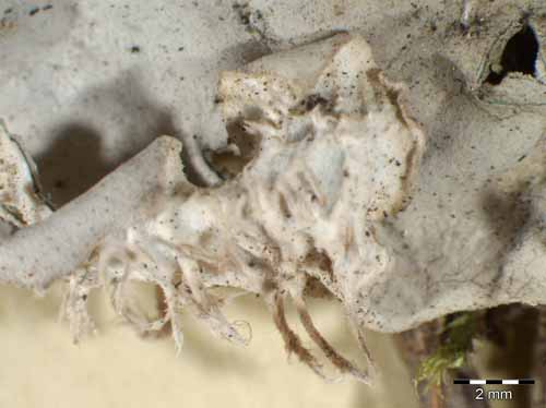 [Peltigera membranacea]