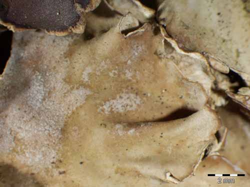 [Peltigera rufescens]