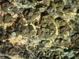 [Peltula crispatula]