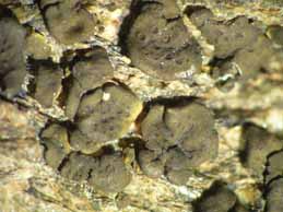 [Peltula rodriguesii]