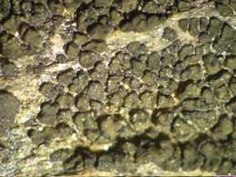 [Peltula placodizans]