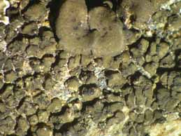 [Peltula placodizans]