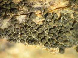 [Peltula placodizans]