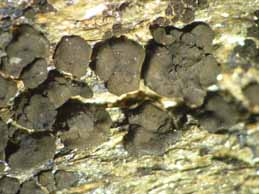 [Peltula rodriguesii]