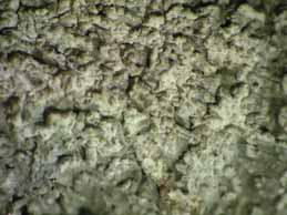 [Pertusaria albescens]