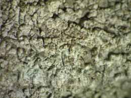 [Pertusaria albescens]