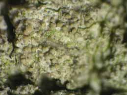 [Pertusaria coccodes]