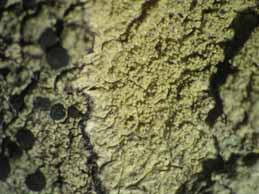 [Pertusaria flavida]