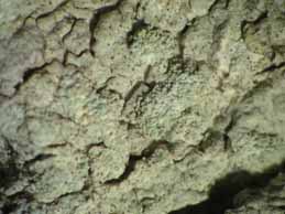 [Pertusaria hemisphaerica]