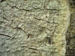 [Pertusaria hemisphaerica]