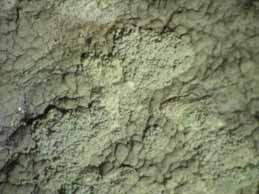 [Pertusaria hemisphaerica]