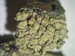 [Pertusaria heterochroa]