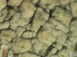 [Pertusaria heterochroa]