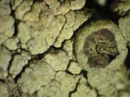 [Pertusaria hymenea]