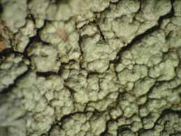 [Pertusaria hymenea]