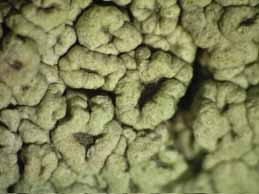 [Pertusaria hymenea]