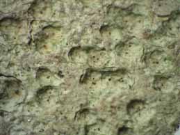 [Pertusaria leioplaca]