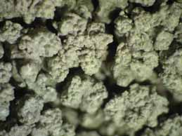 [Pertusaria aspergilla]