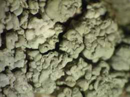 [Pertusaria pentelici]