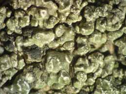 [Pertusaria mammosa]