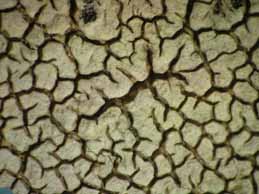 [Pertusaria parotica]