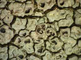 [Pertusaria parotica]