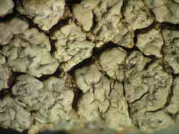 [Pertusaria pentelici]