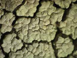 [Pertusaria pentelici]