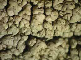 [Pertusaria pentelici]