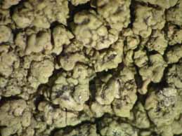 [Pertusaria pentelici]