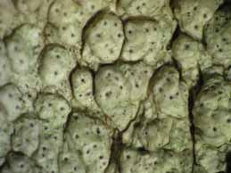 [Pertusaria pertusa]