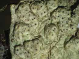 [Pertusaria pertusa]