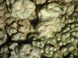 [Pertusaria pseudoparotica]