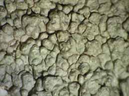 [Pertusaria pseudoparotica]