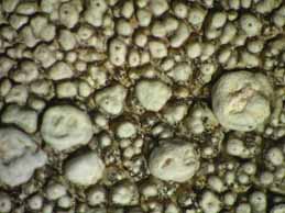[Pertusaria pseudoparotica]