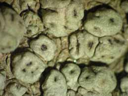 [Pertusaria rupestris]