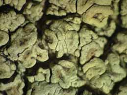 [Pertusaria rupicola]