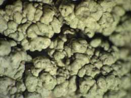 [Pertusaria rupicola]